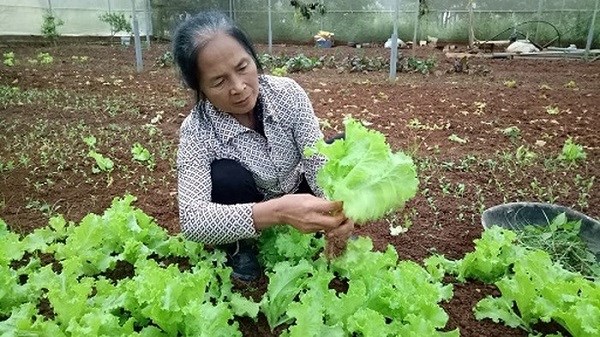 Mộc Châu, Sơn La: Người phụ nữ đánh thức tiềm năng vùng trồng nông sản sạch (06/12/2022)
